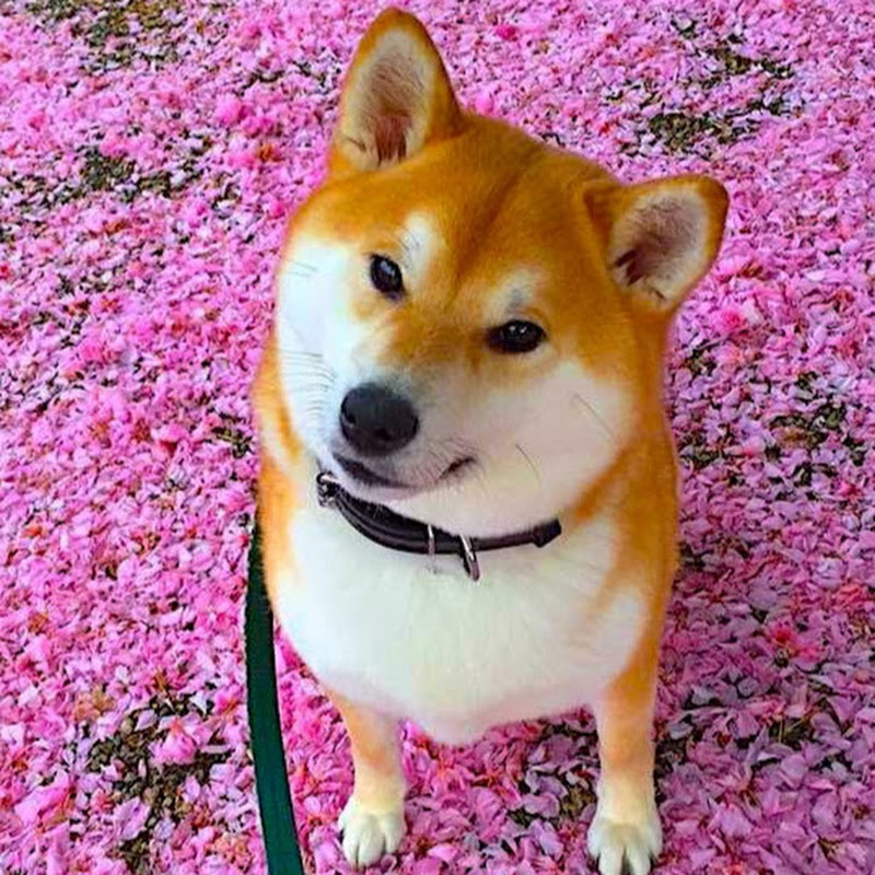 Shibainu Gaku-Paradise 岳パラダイス - 網紅的藏寶箱 