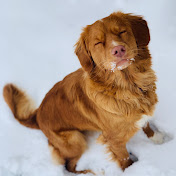 TNT Tollers