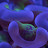 House_Reef Avatar