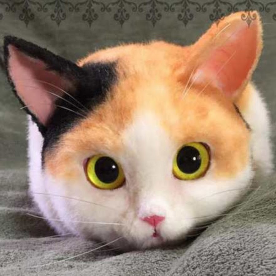 Манчкин рыжий вислоухий. Милые котята. Настоящие кошки. Коты сиамской породы. Британская шиншилла хосико.