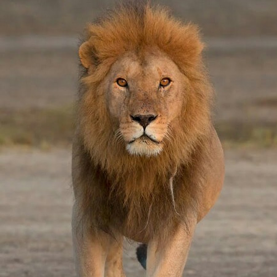 Львица величие. Лев идущий вперед. Лев national geographic. Лев идет. Масайский лев.