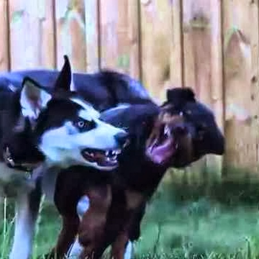 Siberian Husky Rottweiler Fight Dog Dogs Puppy Pups playing running jumping...