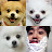 갠애마리 4ourpuppies