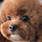 쥬디