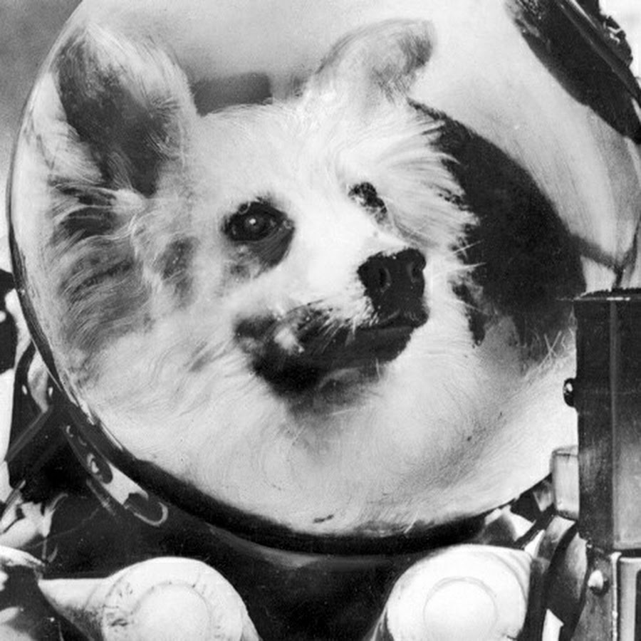 Какие собаки были в космосе первыми. Звёздочка (собака-космонавт). Собаки космонавты. Животные в космосе.