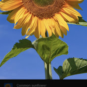 Sunflowergirl 24