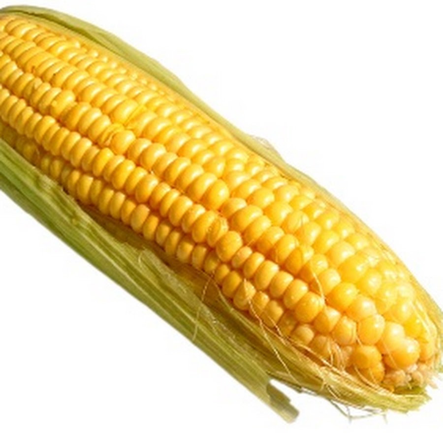 Corn me. Кукуруза. Кукурузный початок. Кукуруза на белом фоне. Дети кукурузы.
