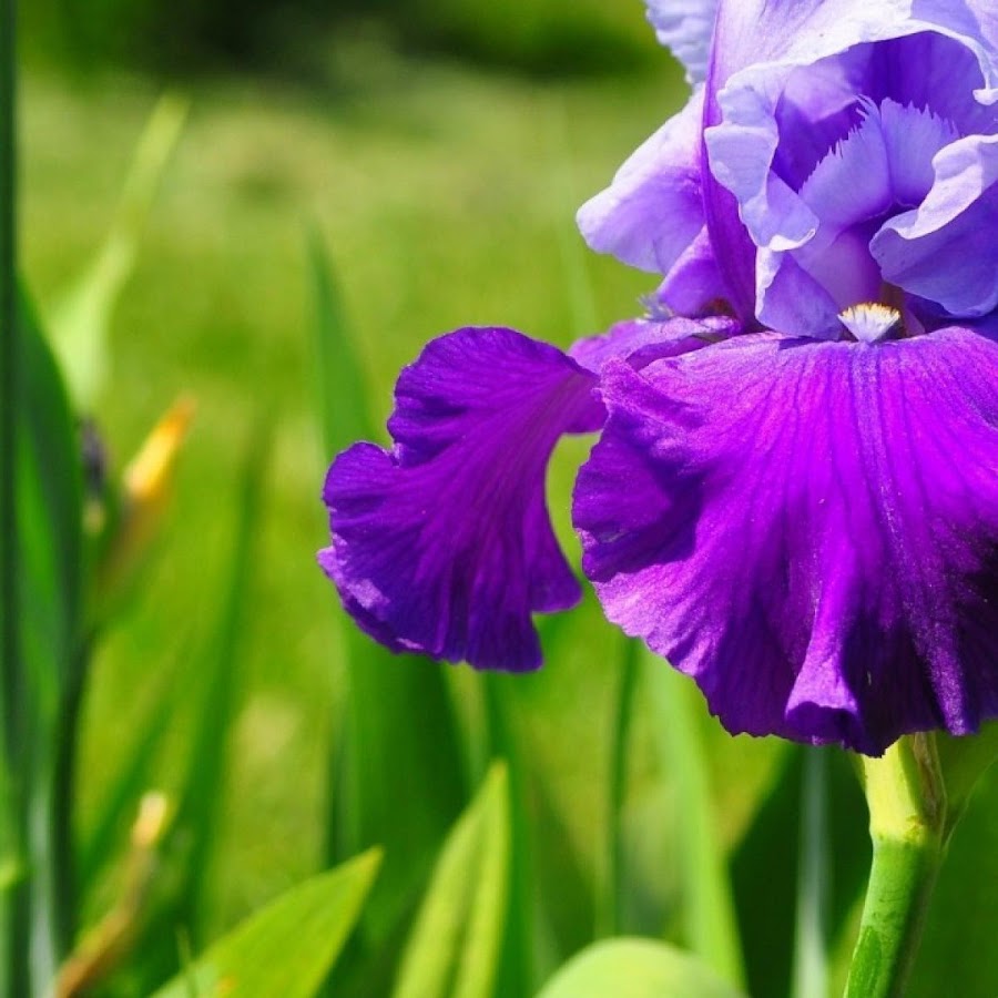 Iris mobile. Китайка ирис. Ирис обыкновенный. Синий ирис цветок. Ирис клеопатра.