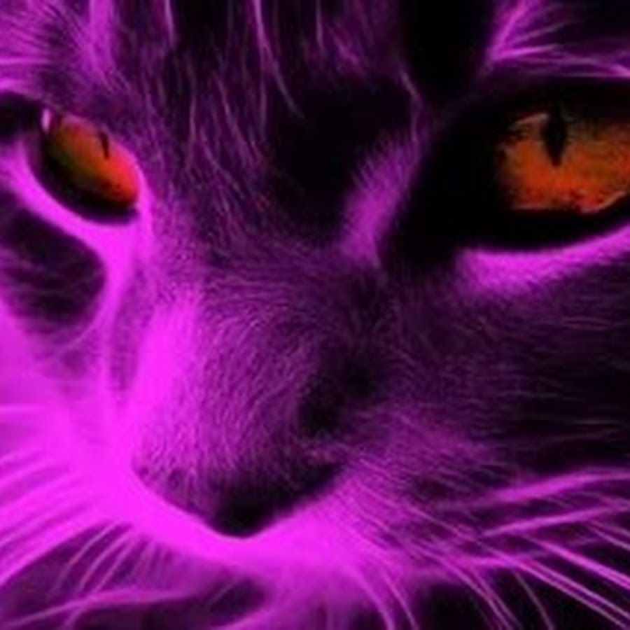 Фиолетовый кот видео. Фиолетовая кошка. Фиолетовые коты. Фиолетовый котенок. Сиреневая кошка.