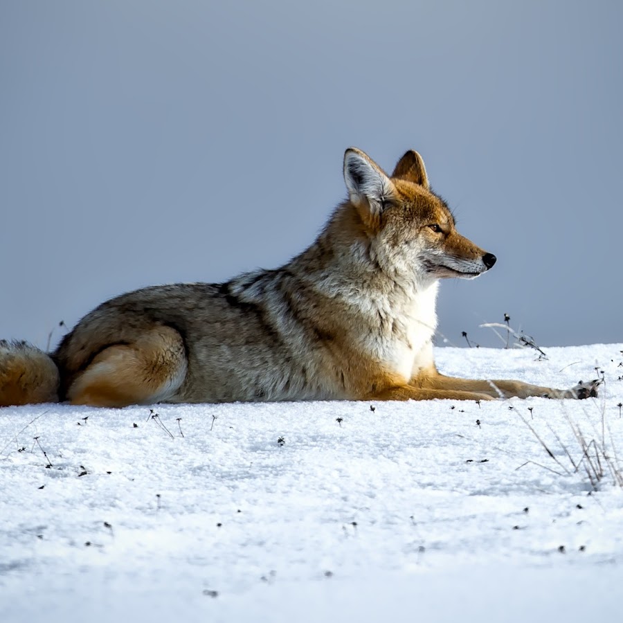 狼王老郑 Youtube