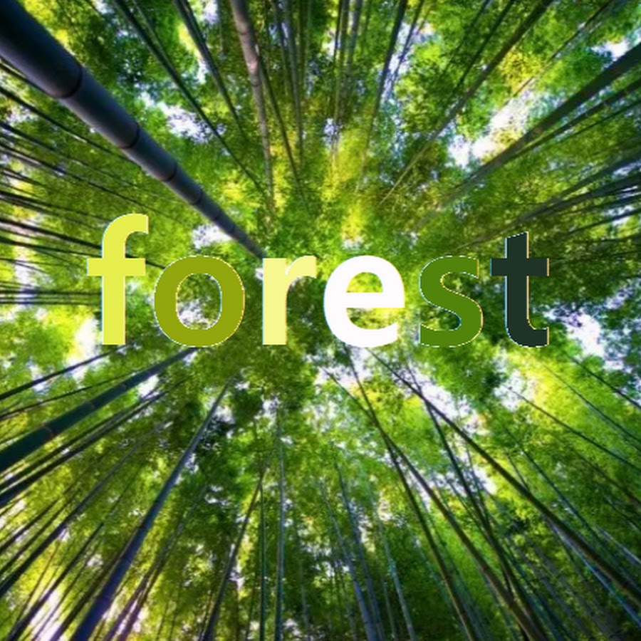 Бамбуковый лес Сагано