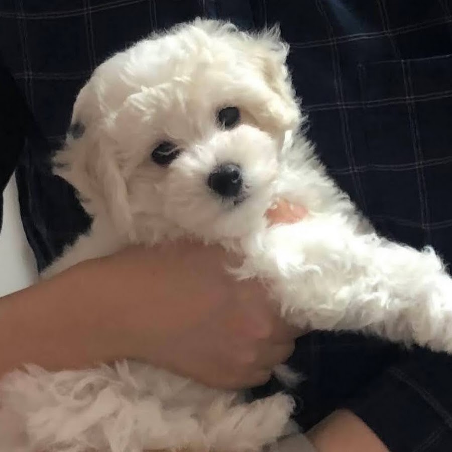 ビション犬 ごまちゃん Youtube