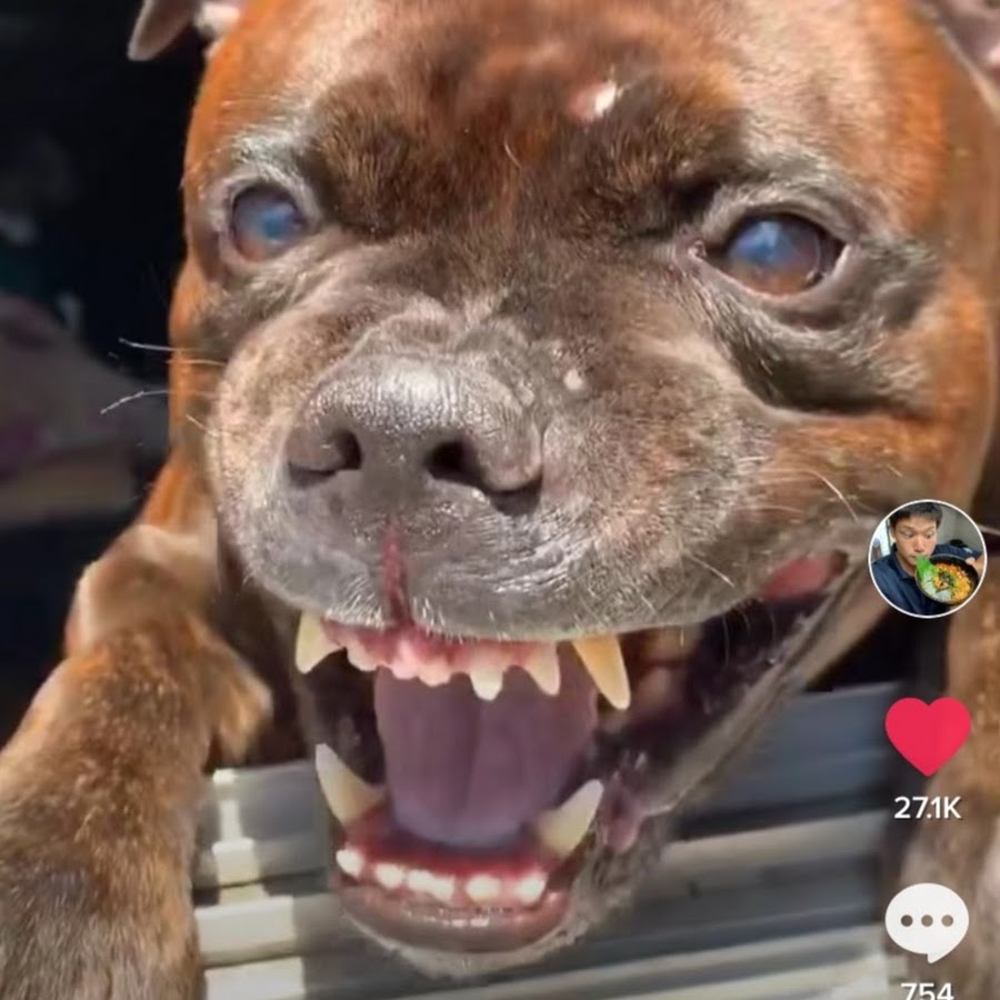 妹まること犬まだら Youtube