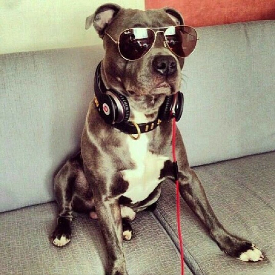 Крутая собака. Крутая собака. Крутая собака картинки. Крутая собака. Крутая собака.