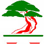 Dove si trova il bonsai?