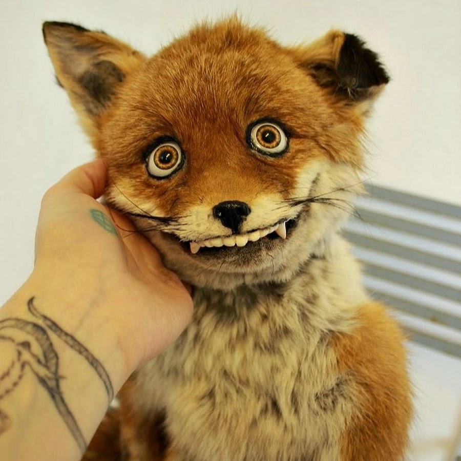 Fox sitting meme ♥ постирония лиса упоротость чучело sticker
