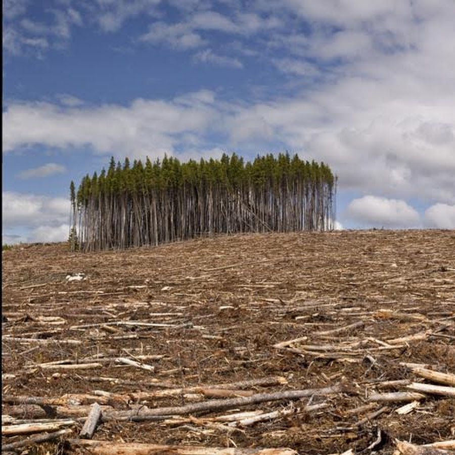 Deforestation and global warming. Вырубка лесов. Вырубленный лес. Глобальная вырубка лесов. Вырубка лесов в Бразилии.