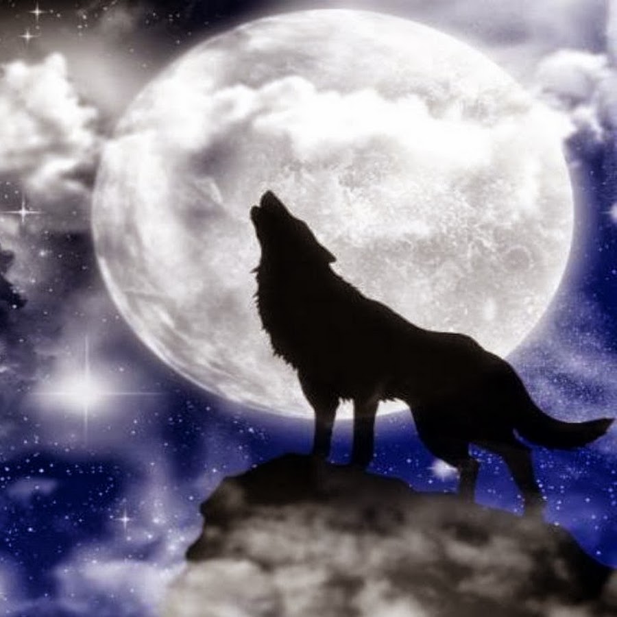 Вой волка на луну песня. Волк и Луна. Волчица воет на луну. Воющий волк. Белый волк воет на луну.