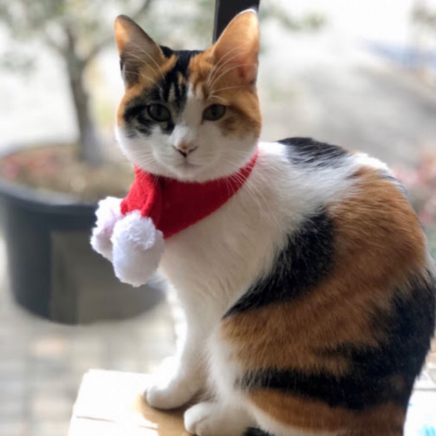 三毛猫かぎしっぽの幸運猫 ツムちゃんねる Youtube