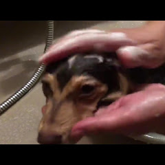 泣ける 笑える 犬猫動画press