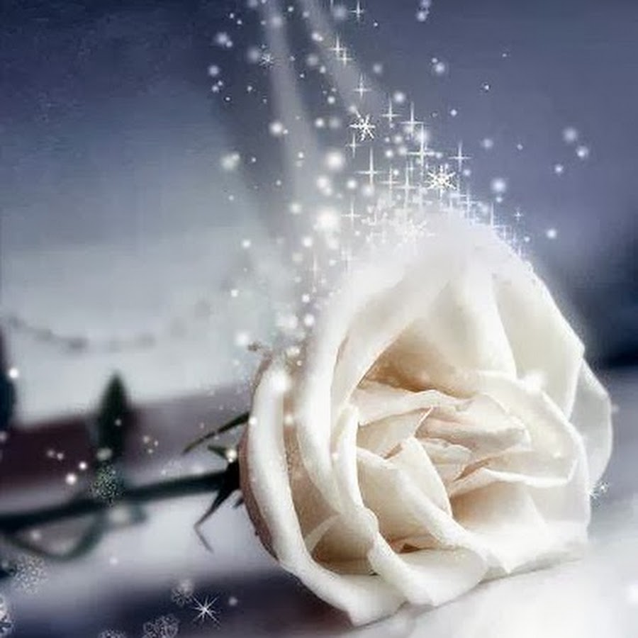 Одна роза на снегу. Снежный фонарь. Букет роз на снегу. Ночь снег цветы. Цветы в снегу.