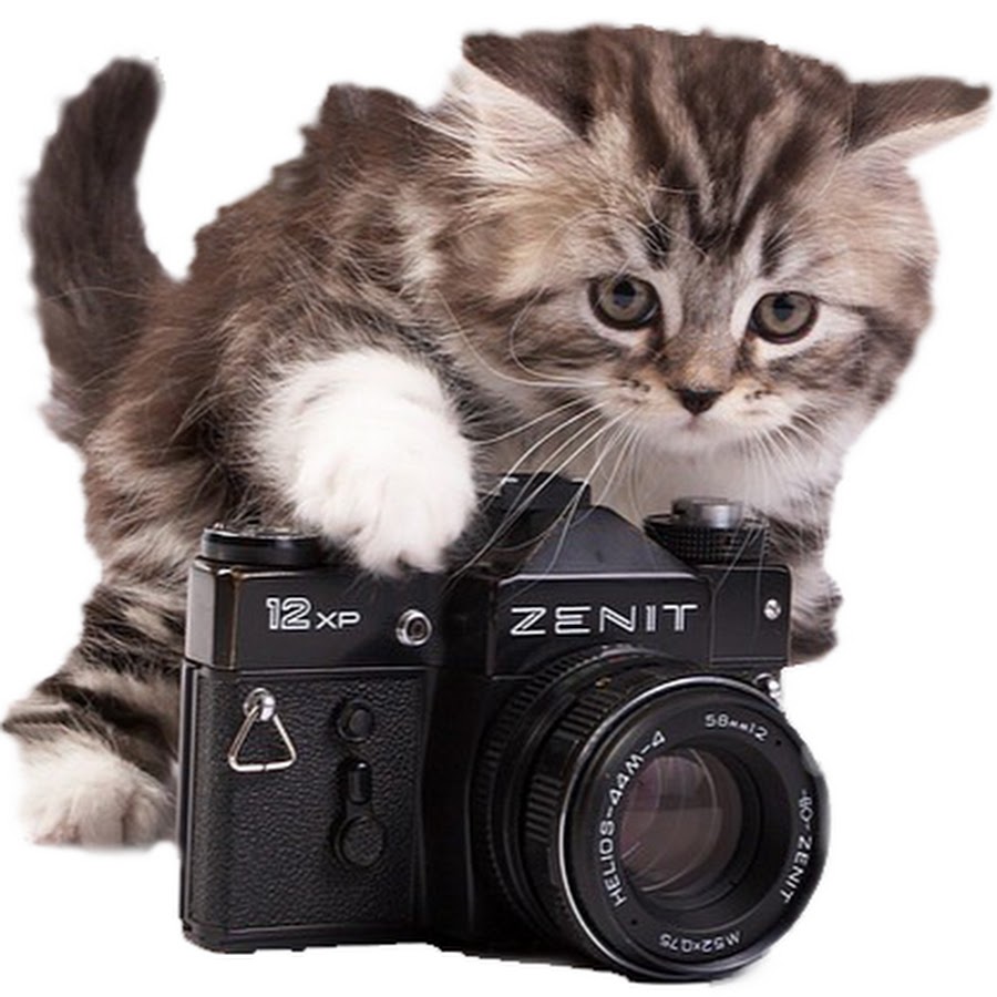 Кот с фотоаппаратом рисунок