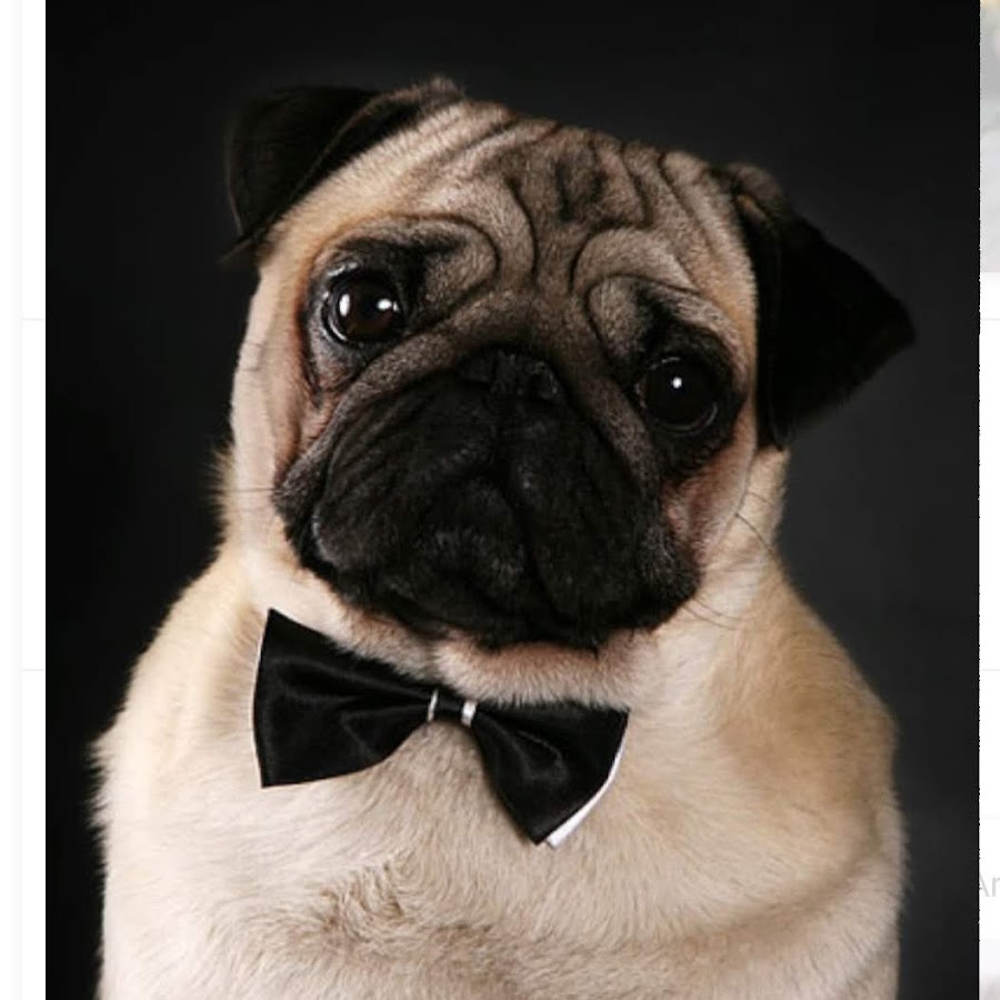 Мопс в кустах. Старый мопс. Чем питаются мопсы. Мопс принять. Кане корсо и мопс.