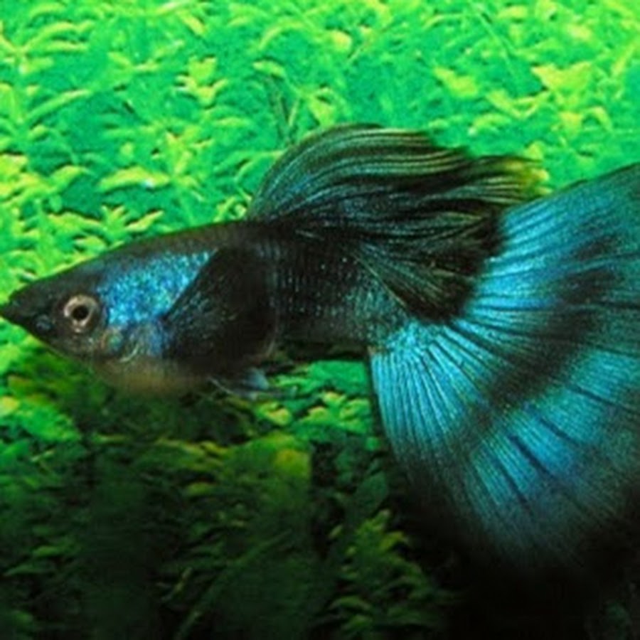 Продам гуппи Московская сине-зеленая ,чистая линия, одного самца к 2- 3 самкам. 