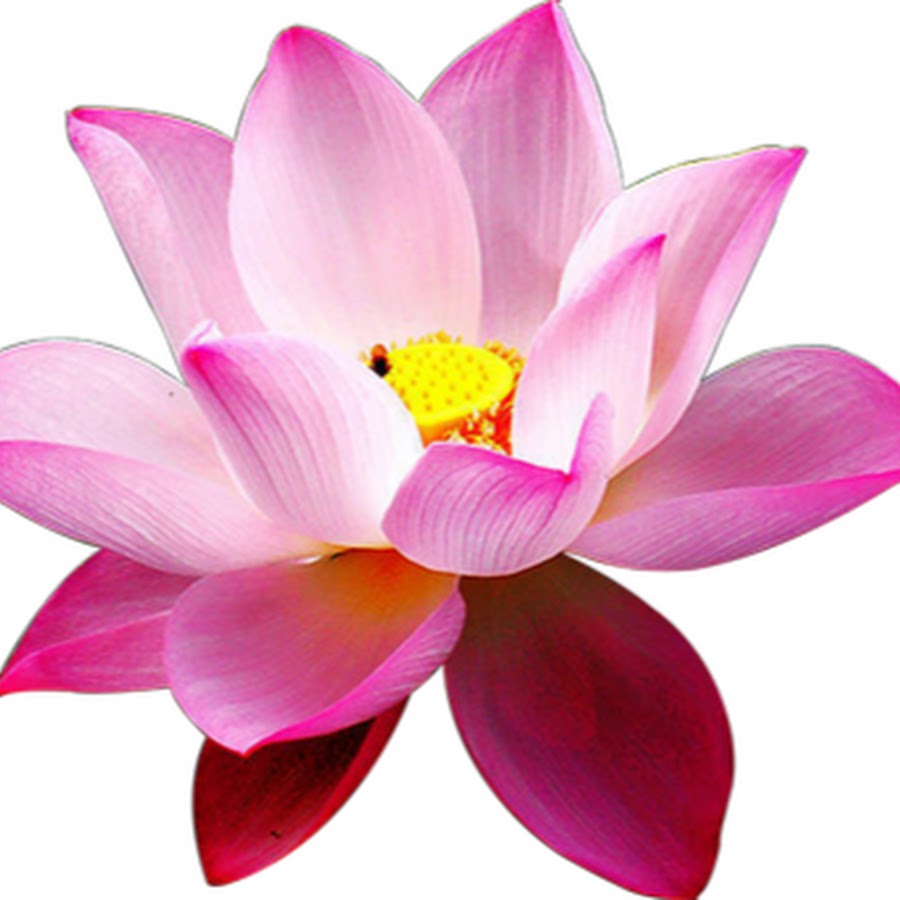 Sakura桜花 Youtube