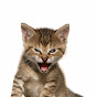 Roaring Kitty YouTube Profile Photo