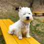 Westie Bakse