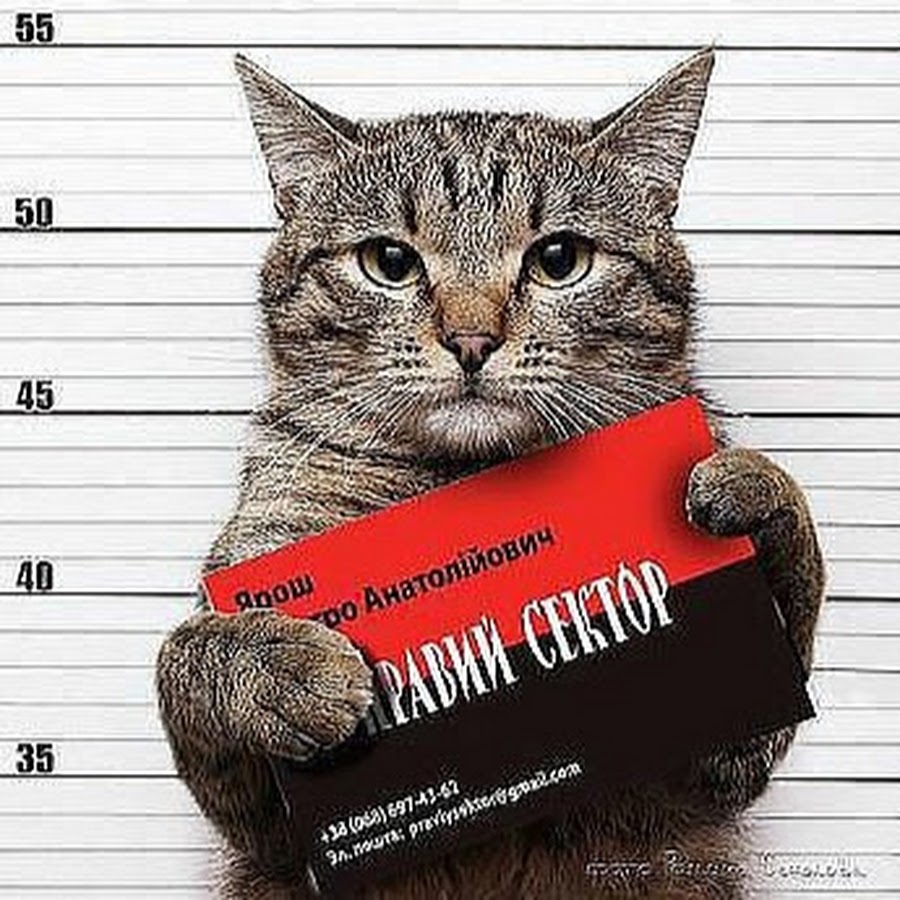 Картинка кот с табличкой в тюрьме