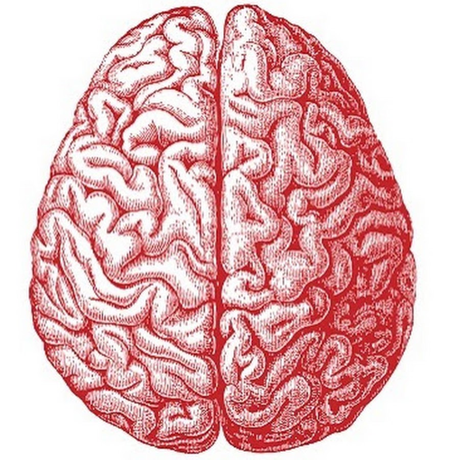 две половины мозга. два полушария головного мозга. полушария мозга. две половины мозга. креативный мозг.