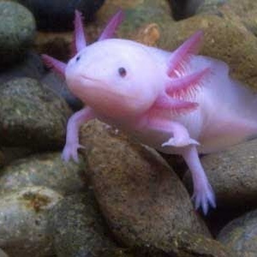 Лунтик животное как называется. Лунтик животное как называется. Мексиканская саламандра аксолотль. Тритон аквариумный аксолотль. Аксолотль альбинос.