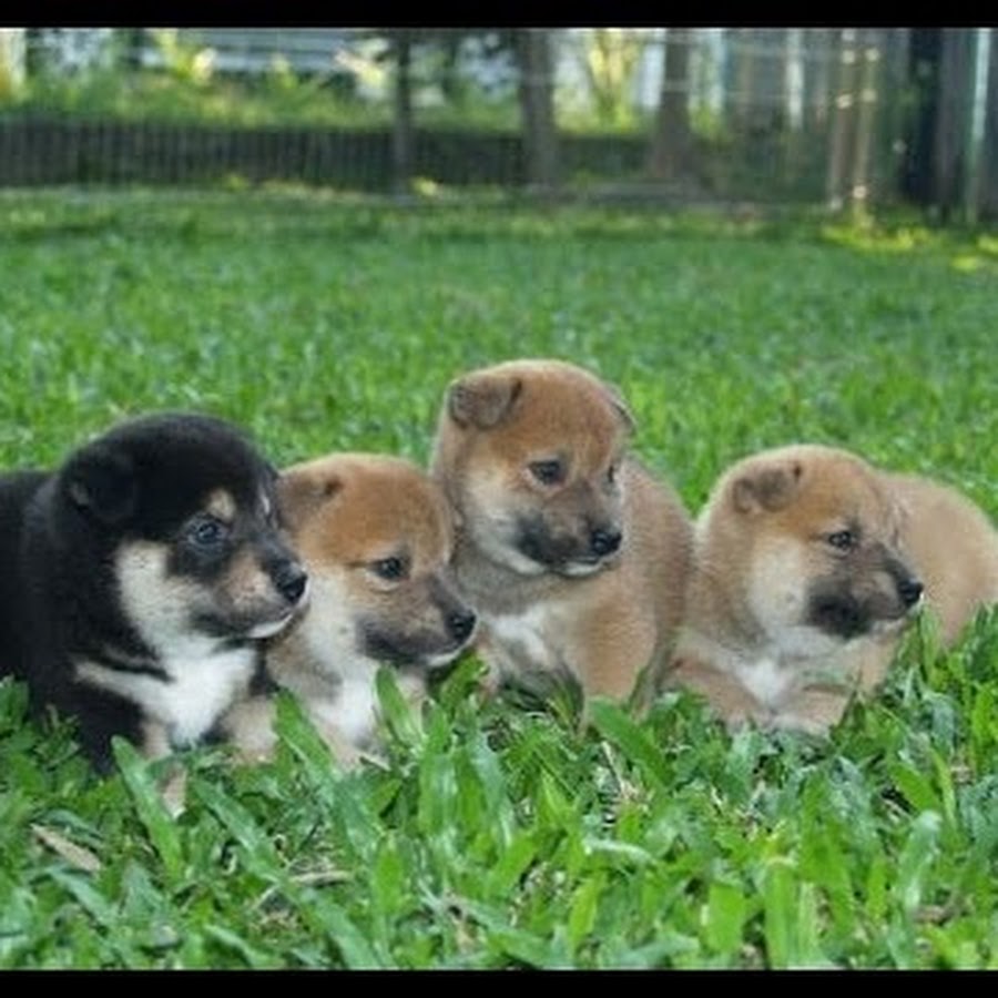 Such cute. Funny and playful Puppies. The Ultimate Guide to Shiba Inu Puppies - everything you need to know..