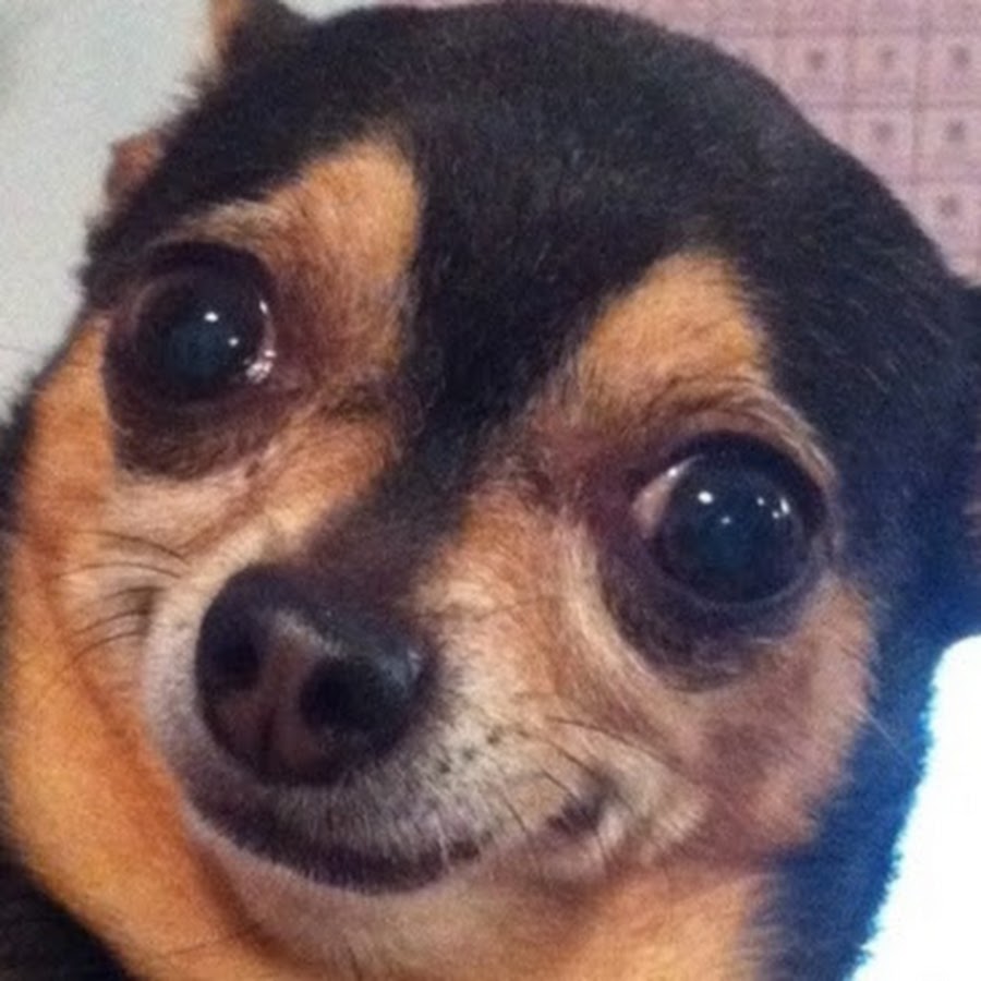 Ruthless Chihuahua - YouTube