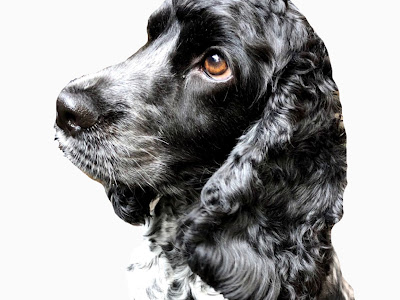 コンプリート！ 犬 イングリッシュコッカースパニエル 969432