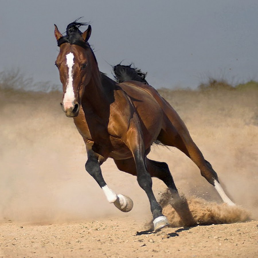 Лошадь способная. Лошадь породы Мустанг иноходец. Лошади породы делибоз. Лошадь арабский скакун Мустанг. Тулпар порода лошадей.