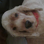 Dog Hotel Louis Travels YouTube Profile Photo