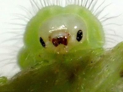 √1000以上 むし とり 262345-���シ トリ ナデシコ 花言葉 怖い