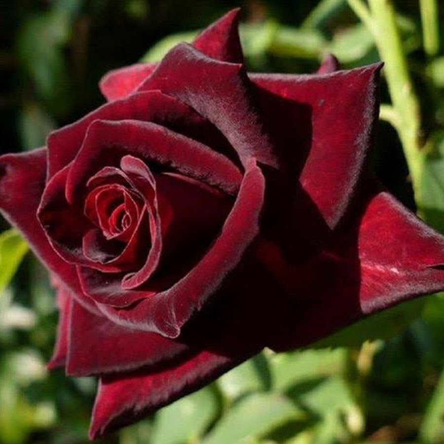 Чайно-гибридная роза Блэк баккара Black Baccara
