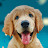 Life of Goldy Minchu Avatar