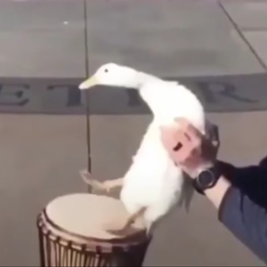 Как бьют гуся. Парень с гусем. Как бьют гуся. Ручной гусь. Человек утка.