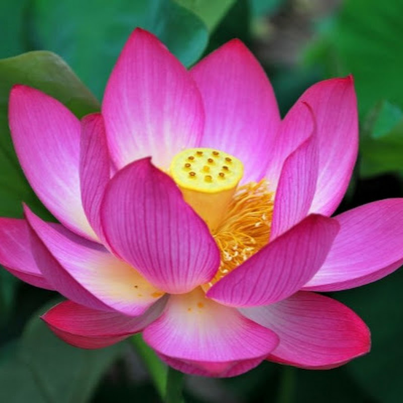 Toàn Miền Tây - 網紅的藏寶箱 