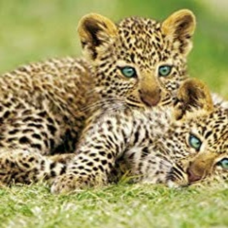 Wild life 1. Леопард малыш. Леопард для детей. Детеныш леопарда. Леопардики малыши.