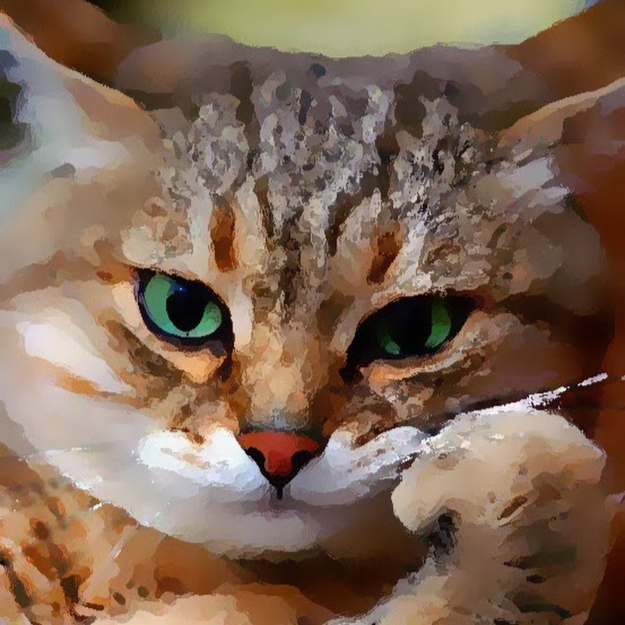 Смешные морды кошек