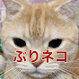 猫5匹と坂田アキラの【ぶりネコTV】