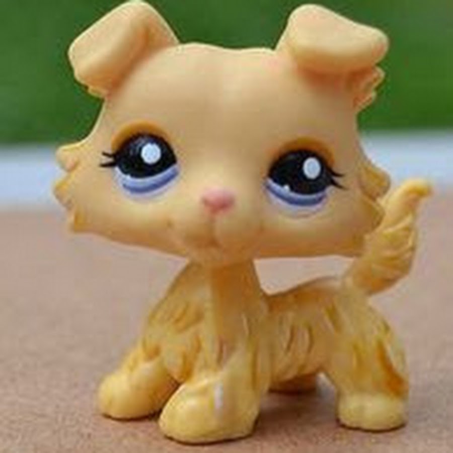 Картинки лпс колли