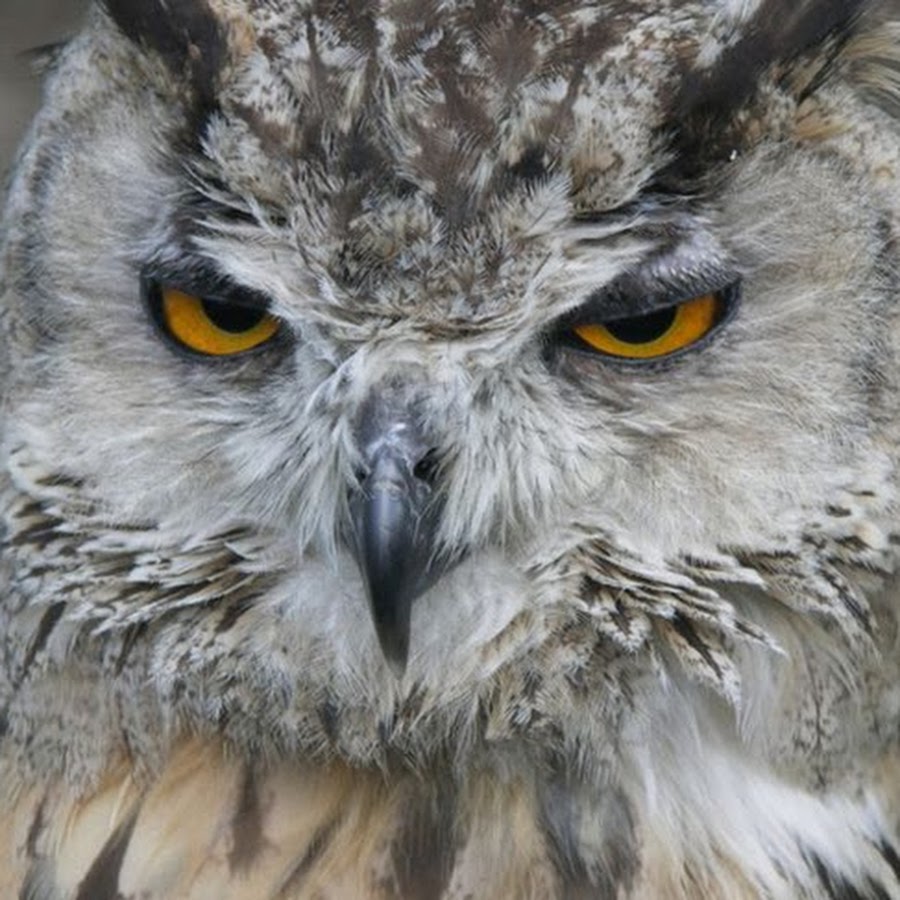 злой воробей. невокс филин. птицы злится. филин и сова. сова орет.