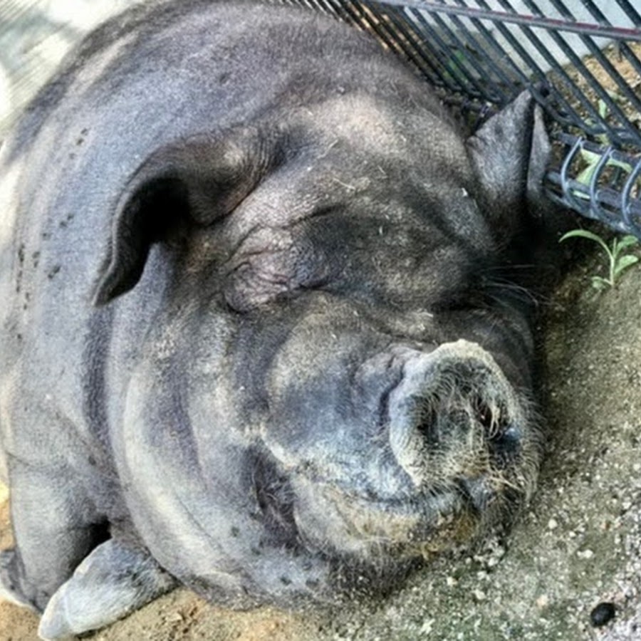 モグラとの終わりのない戦い Wildboarの猪突猛進 していた